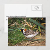 Carte Postale Longspur de laine (Devant / Derrière)