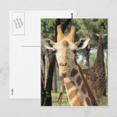 Carte Postale look girafe (Devant / Derrière)