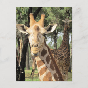 Carte Postale look girafe