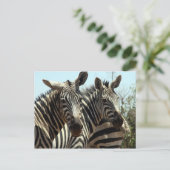 Carte Postale look zèbre (Debout devant)