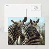Carte Postale look zèbre (Devant / Derrière)