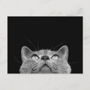 Carte Postale Looking up - Postcard