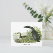 Carte Postale Loon commun, John Audubon (Debout devant)