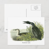 Carte Postale Loon commun, John Audubon (Devant / Derrière)