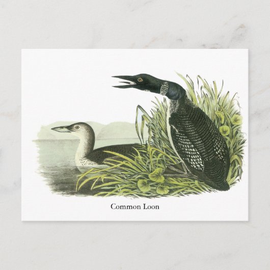 Carte Postale Loon commun, John Audubon (Devant)