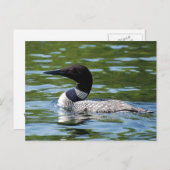 Carte Postale Loon du Nord 2 (Devant / Derrière)