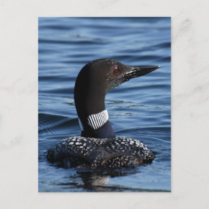 Carte Postale Loon du Nord 3