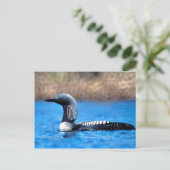 Carte Postale Loon du Pacifique (Debout devant)