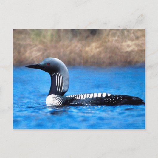 Carte Postale Loon du Pacifique (Devant)