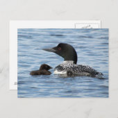 Carte Postale Loon et bébé (Devant / Derrière)