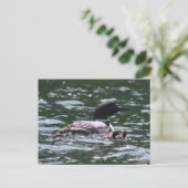Carte Postale Loon et deux bébés (Debout devant)