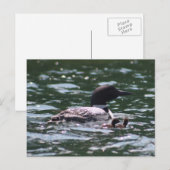 Carte Postale Loon et deux bébés (Devant / Derrière)