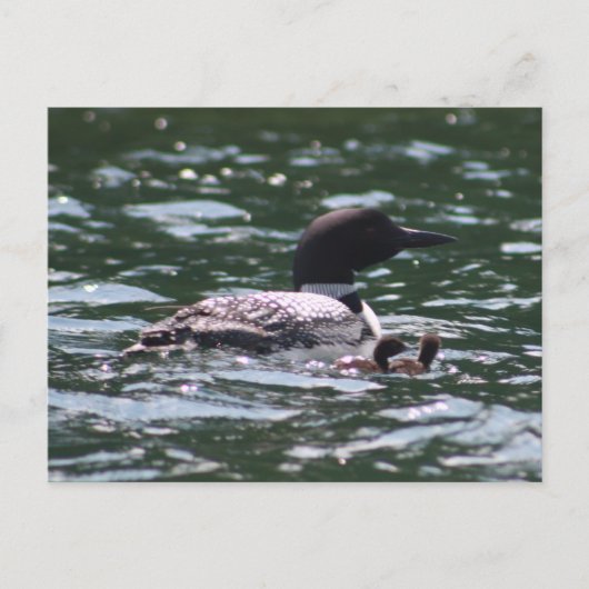 Carte Postale Loon et deux bébés (Devant)