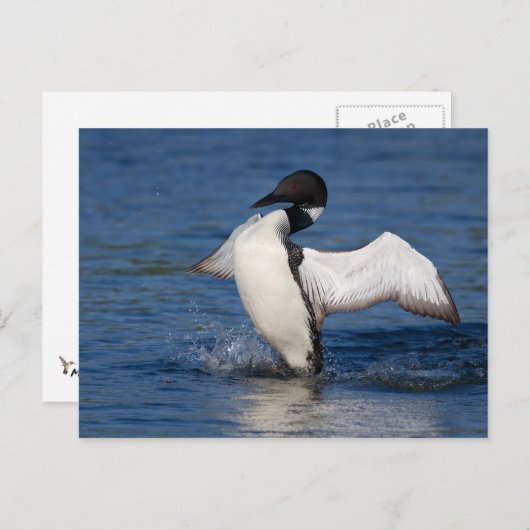 Carte Postale Loon IV (Devant / Derrière)