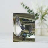 Carte Postale Loon sauvage (Debout devant)