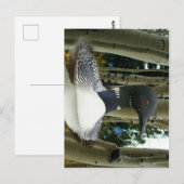 Carte Postale Loon sauvage (Devant / Derrière)