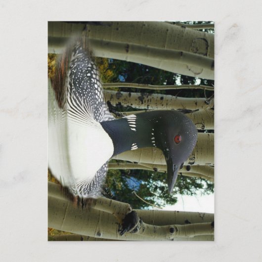Carte Postale Loon sauvage (Devant)