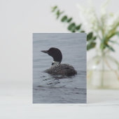 Carte Postale Loon sur le lac Pushaw (Debout devant)