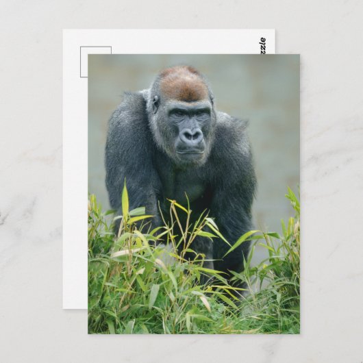 Carte Postale Lope de Gorilla Blackback (Devant / Derrière)