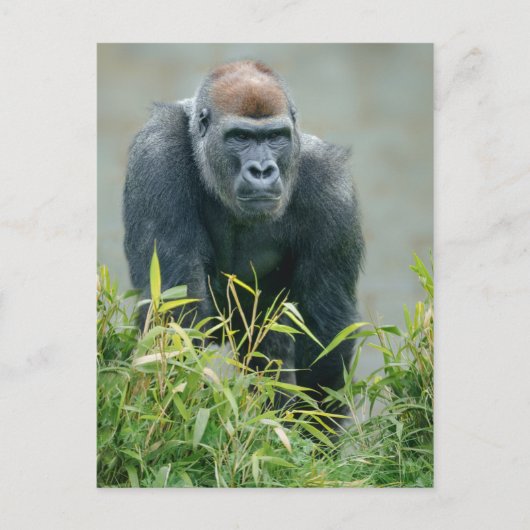 Carte Postale Lope de Gorilla Blackback (Devant)