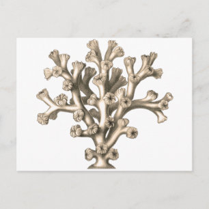 Carte Postale Lophohelia - Corail