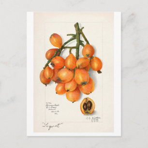 Carte Postale "LOQUATS" vintages AMANDA ALMIRA NEWTON