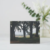 Carte Postale L'Orange Grove qui passe devant les chênes (Debout devant)