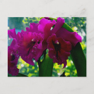 Carte Postale L'orchidée