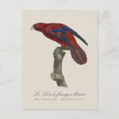 Carte Postale Lori à queue brune, Trichoglossus borneus (Devant)