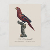 Carte Postale Lori réticulé, Trichoglossus reticulatus (Devant)