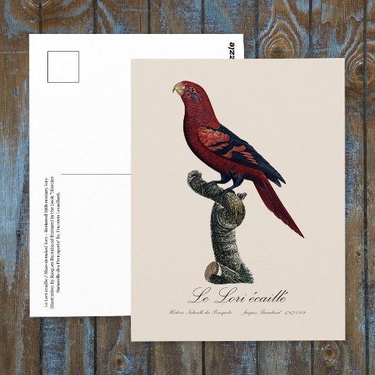 Carte Postale Lori réticulé, Trichoglossus reticulatus