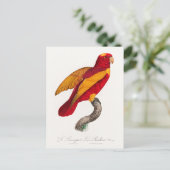 Carte Postale Lori rouge et or, (Debout devant)