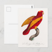 Carte Postale Lori rouge et or, (Devant / Derrière)