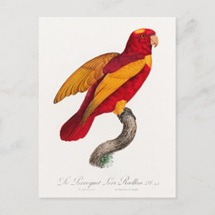 Carte Postale Lori rouge et or,