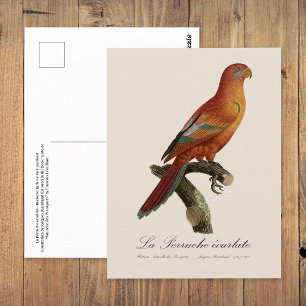 Carte Postale Lori rouge ou Eos Bornea, Trichoglossus borneus