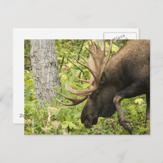 Carte Postale L'orignal (Devant / Derrière)