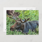 Carte Postale L'orignal (Devant / Derrière)