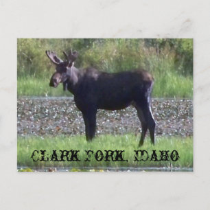 CARTE POSTALE ~ "L'orignal dans la prairie" - Clar