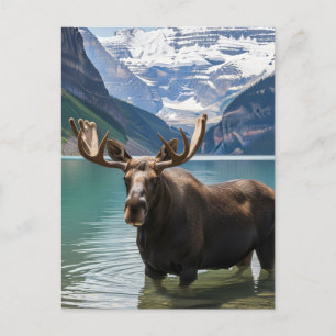 Carte Postale L'orignal dans le parc national Banff Canada