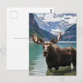 Carte Postale L'orignal dans le parc national Banff Canada (Devant / Derrière)