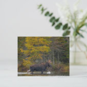 Carte Postale L'orignal du lac (Debout devant)