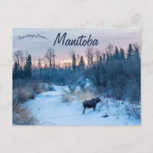 Carte Postale L'orignal en hiver au lac Audy Manitoba Canada