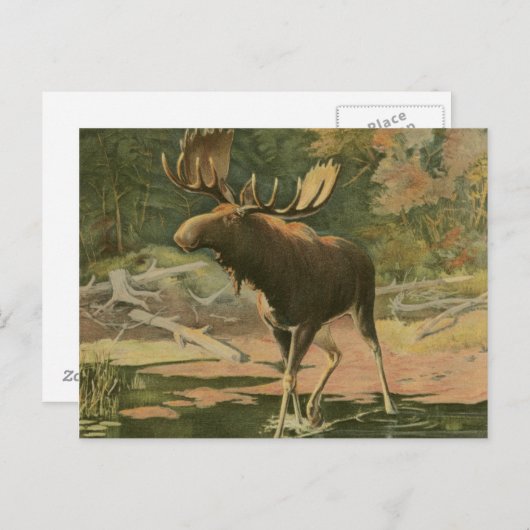 Carte Postale L'orignal marche dans l'eau (Devant / Derrière)