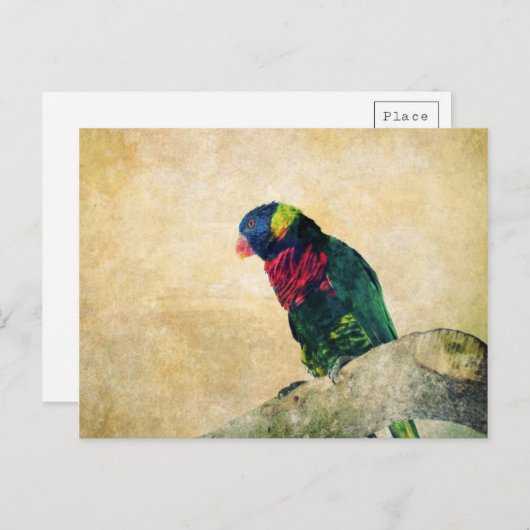 Carte postale Lorikeet (Devant / Derrière)