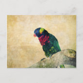 Carte postale Lorikeet (Devant)