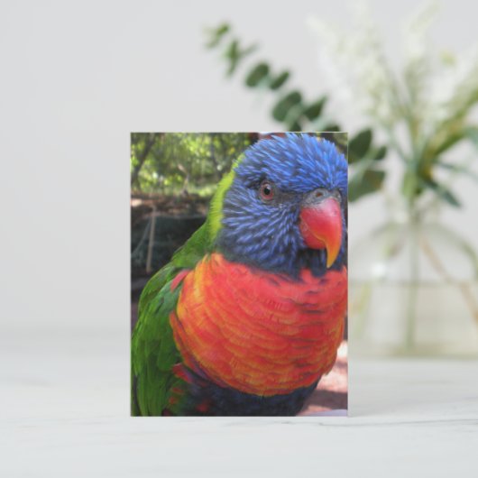 Carte Postale Lorikeet (Debout devant)