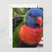Carte Postale Lorikeet (Devant / Derrière)