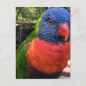 Carte Postale Lorikeet (Devant)