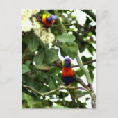 Carte Postale Lorikeet (Devant)