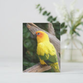 Carte postale Lorikeet (Debout devant)